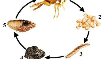 Voorjaarsschoonmaak? Voorkom een vlooienplaag.