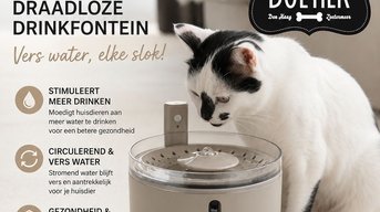 Waarom een waterfontein voor jouw kat?
